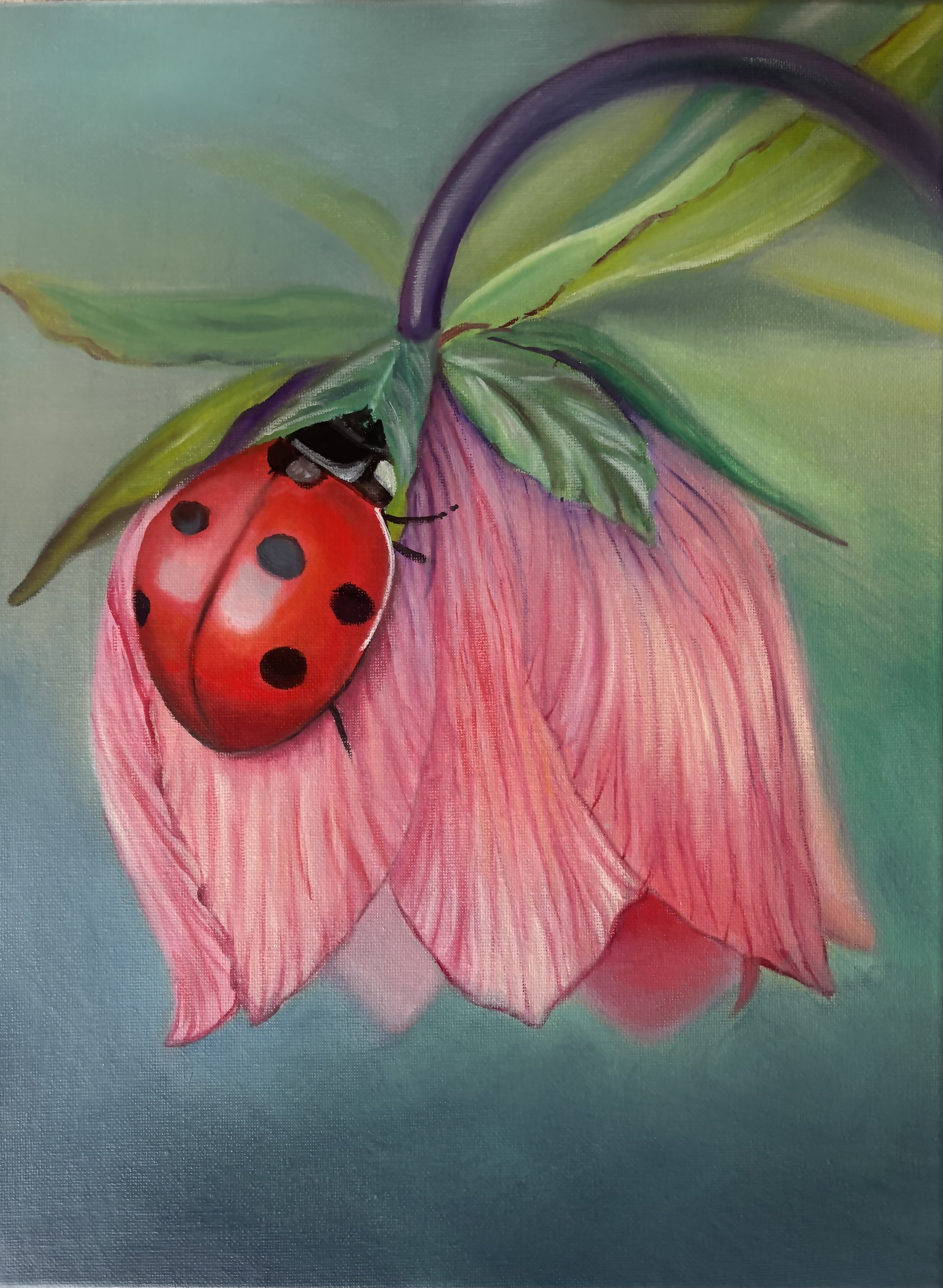 Ladybug’s Bloom photo